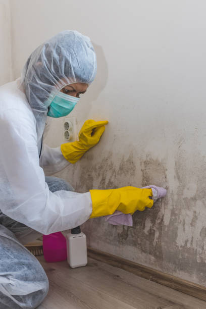 Asbestos and Lead Testing During Mold Inspection in Wayne, PA