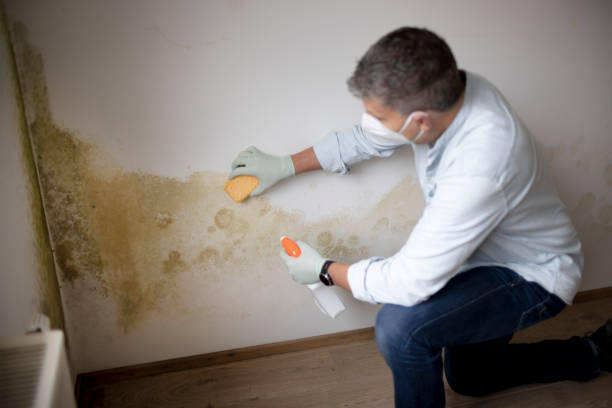 Best Post-Remediation Verification Testing  in Wayne, PA