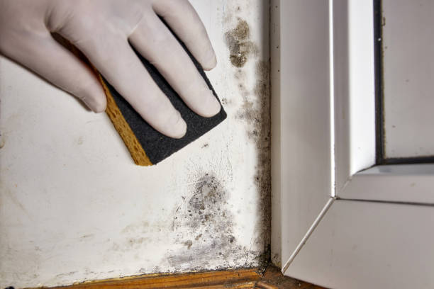 Reliable Wayne, PA Mold Removal Solutions